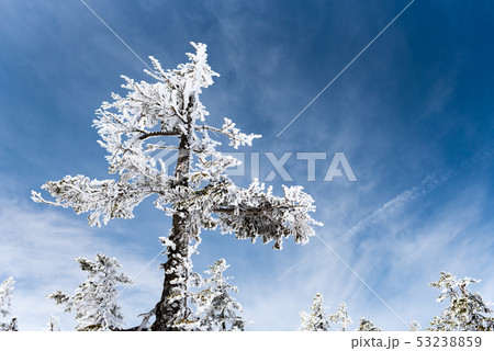 樹氷 53238859