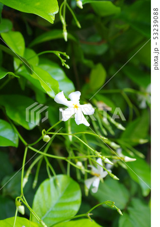 清楚なテイカカズラの花 53239088