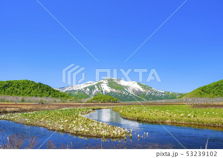 水芭蕉と至仏山１ 53239102