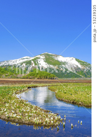 水芭蕉と至仏山（縦） 53239105