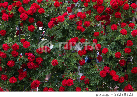 バラの花 花 植物 53239222