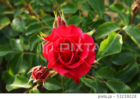 花 芽 バラの花 53239228