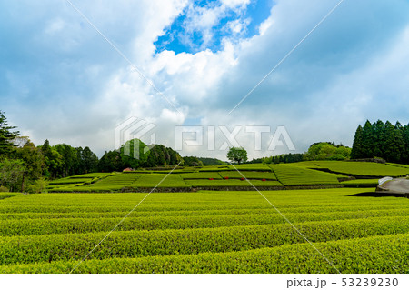 緑の茶畑 緑の茶畑 53239230