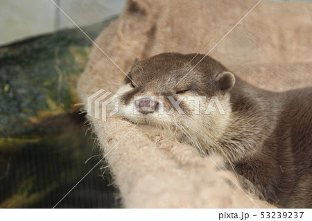 寝ているカワウソ 寝ているカワウソ 53239237