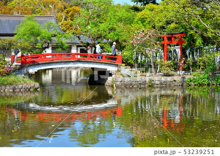鎌倉鶴岡八幡宮の池に反射する弁天社の紅い橋 鎌倉鶴岡八幡宮の池に反射する弁天社の紅い橋 53239251