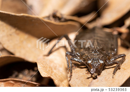 コオニヤンマ ヤゴ コオニヤンマ ヤゴ 53239363
