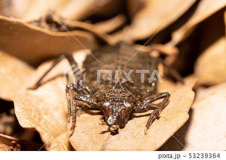 コオニヤンマ　ヤゴ 53239364