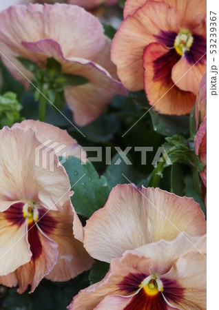 パンジー 53239367