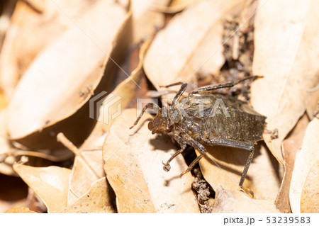 コオニヤンマ　ヤゴ 53239583