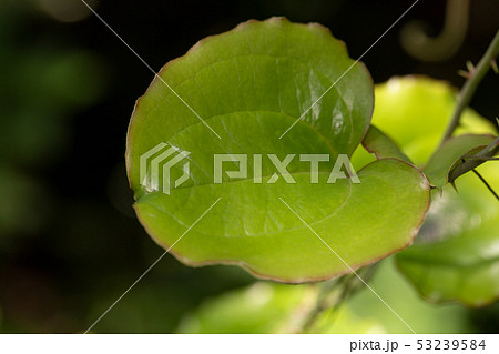 サルトリイバラ 53239584