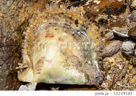 アコヤガイ 53239585