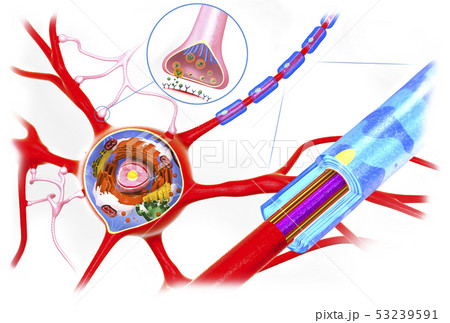 Cross Section Of A Neuron Or Nerve Cellのイラスト素材
