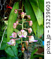 Bunch of White and Purple Little Bird Orchids 53239603