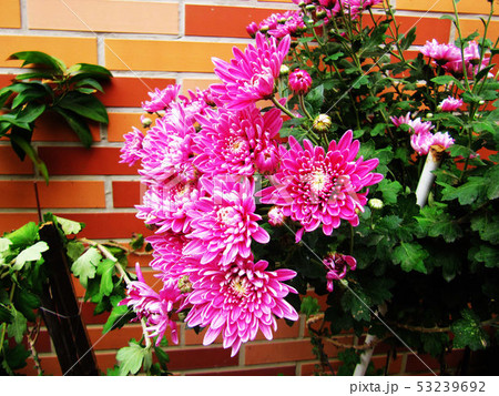 花 フラワー お花 53239692
