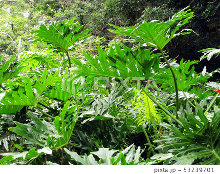 花 フラワー お花 53239701