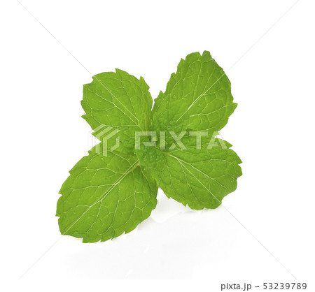 mint isolated on the white background. 53239789