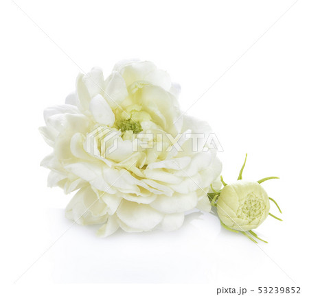 Jasmine Flower Isolated on White Background Jasmine Flower Isolated on White Background 53239852