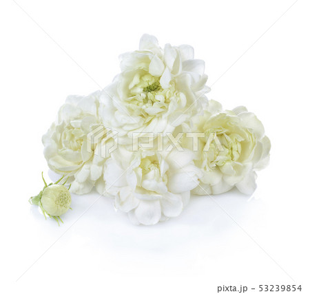 Jasmine Flower Isolated on White Background Jasmine Flower Isolated on White Background 53239854