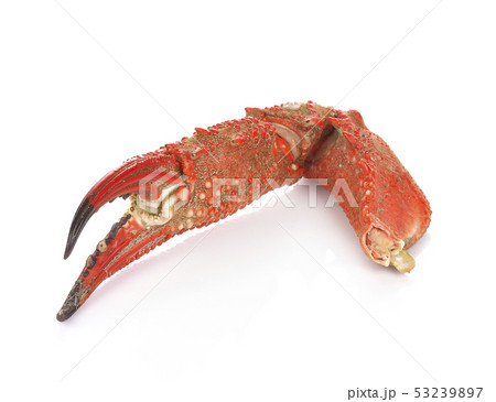 Boiled crab claws isolated on white background 53239897