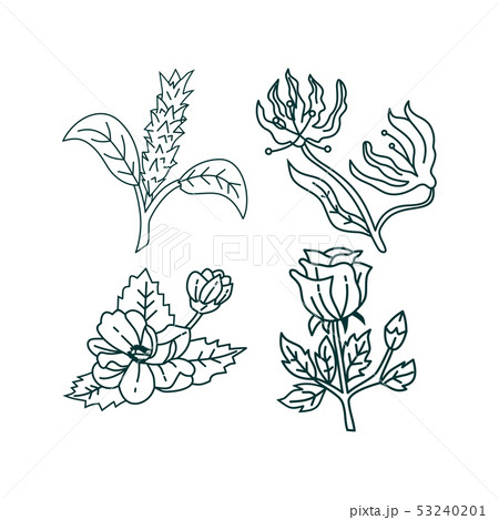 Flower Leaf Illustration Design Template Vector 53240201