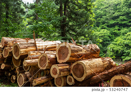 杉の木　丸太　伐採　イメージ 53240747