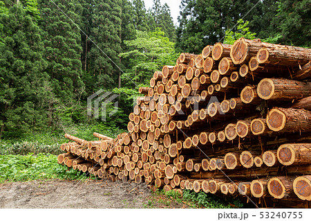 伐採された杉の木 イメージ 伐採された杉の木 イメージ 53240755