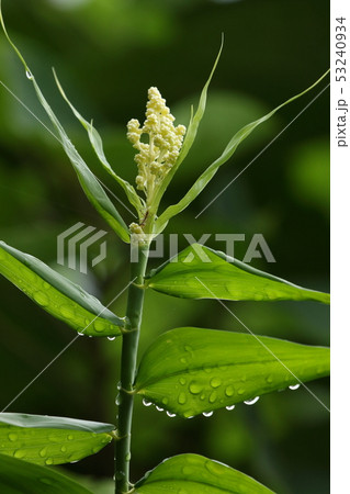 自然　植物　トウツルモドキ、花は主に初夏に咲くようです。雨上がりの石垣島にて 53240934