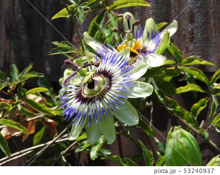 トケイソウの豪華な花 トケイソウの豪華な花 53240937