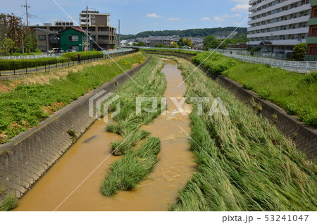 大雨の後の湯殿川　八王子市 53241047