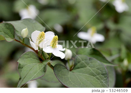 どくだみ　花 53246509