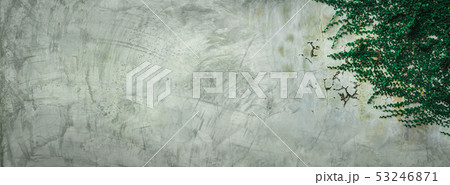 Green ivy leaves on cement wall background. 53246871