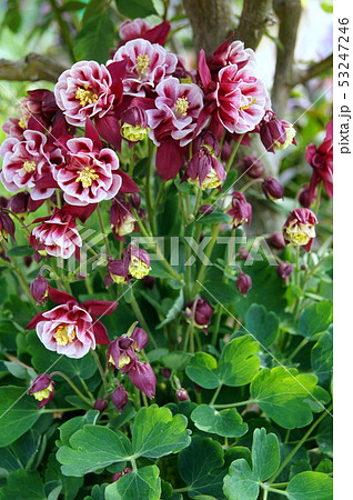 珍しいワインレッドのセイヨウオダマキ（苧環） 53247246