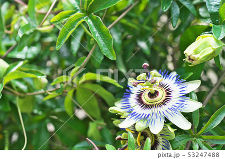 青いトケイソウの花 53247488