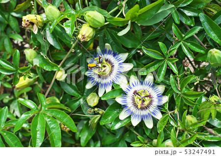 青いトケイソウの花 53247491