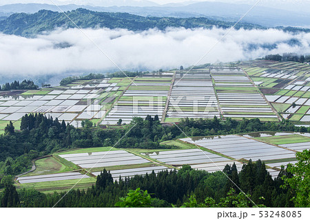 新潟県小千谷市池ケ原　信濃川から湧く霧と、田植えが終わったばかりの田んぼ 53248085
