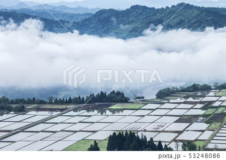 新潟県小千谷市池ケ原 信濃川から湧く霧と、田植えが終わったばかりの田んぼ 新潟県小千谷市池ケ原 信濃川から湧く霧と、田植えが終わったばかりの田んぼ 53248086