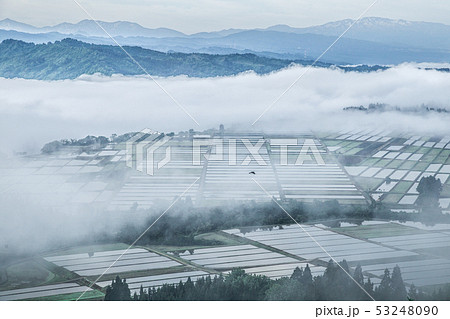 新潟県小千谷市池ケ原 霧が流れる田植えが終わったばかりの開拓田 新潟県小千谷市池ケ原 霧が流れる田植えが終わったばかりの開拓田 53248090