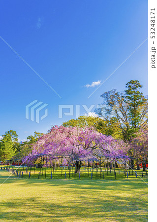 京都　上賀茂神社　斎王桜　　 53248171