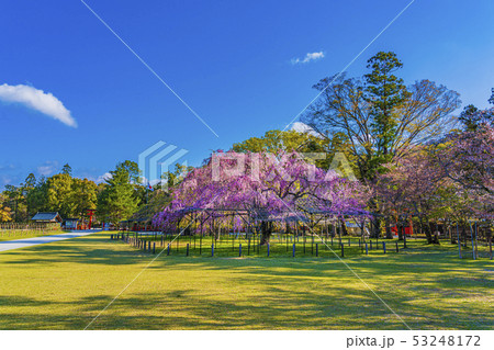 京都　上賀茂神社　斎王桜　　 53248172