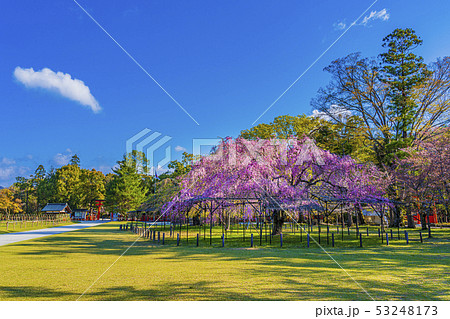 京都　上賀茂神社　斎王桜　　 53248173