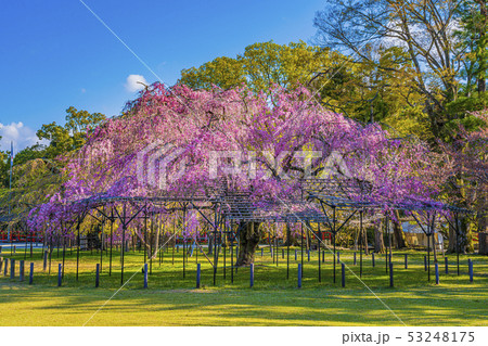 京都 上賀茂神社 斎王桜 京都 上賀茂神社 斎王桜 53248175