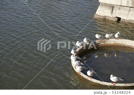 皇居　鳥 53248324