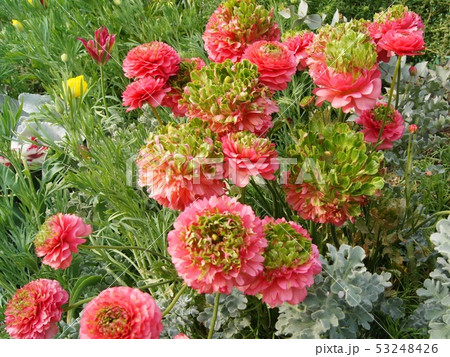 珍しいポンポン咲きのラナンキュラス(フローラ）の群生 53248426