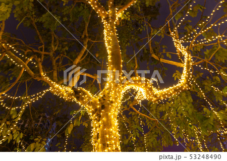 Decorative outdoor string lights hanging on tree 53248490