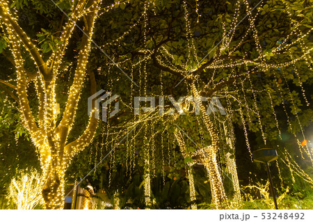 Decorative outdoor string lights hanging on tree 53248492
