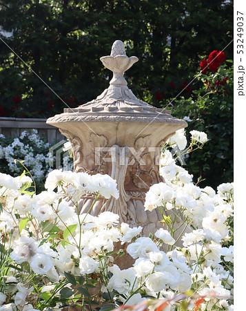 白薔薇満開のガーデン 白薔薇満開のガーデン 53249037