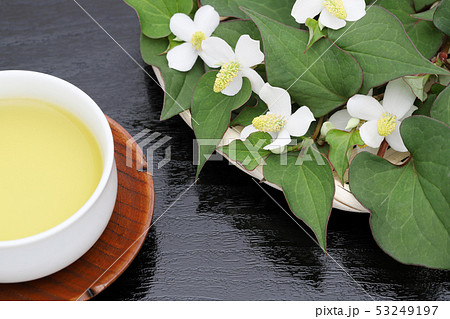 どくだみ茶 どくだみ茶 53249197