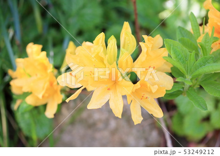 レンゲツツジの花 レンゲツツジの花 53249212