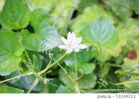 タマスダレの花 タマスダレの花 53249213