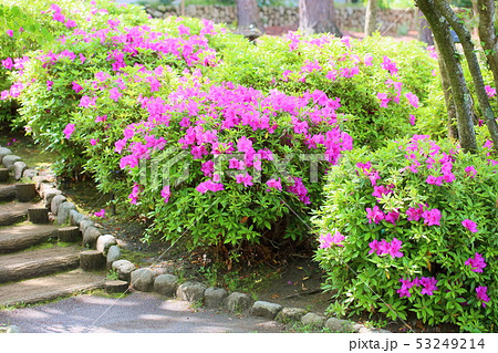 ヒラドツツジの花 ヒラドツツジの花 53249214